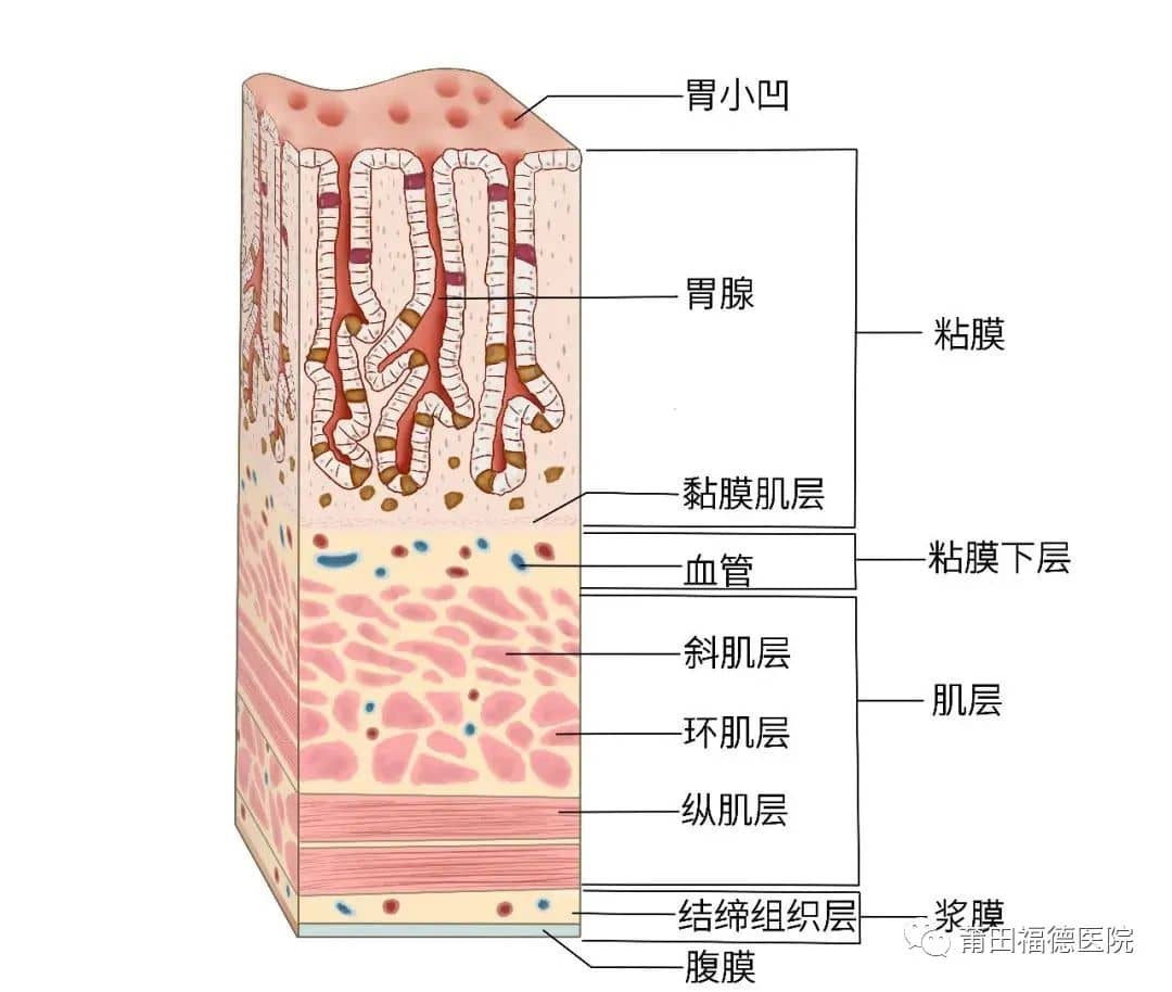 莆田福德消化专家教你认识慢性浅表性胃炎