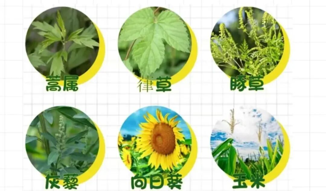 换季过敏高发？福德医院提供最全过敏原检测 