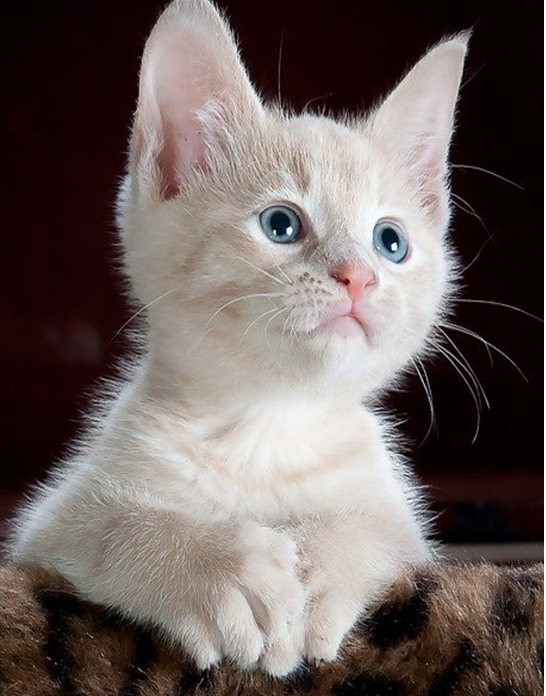 【世界狂犬病日】福德医院-你我共同行动，共筑狂犬病防控防线