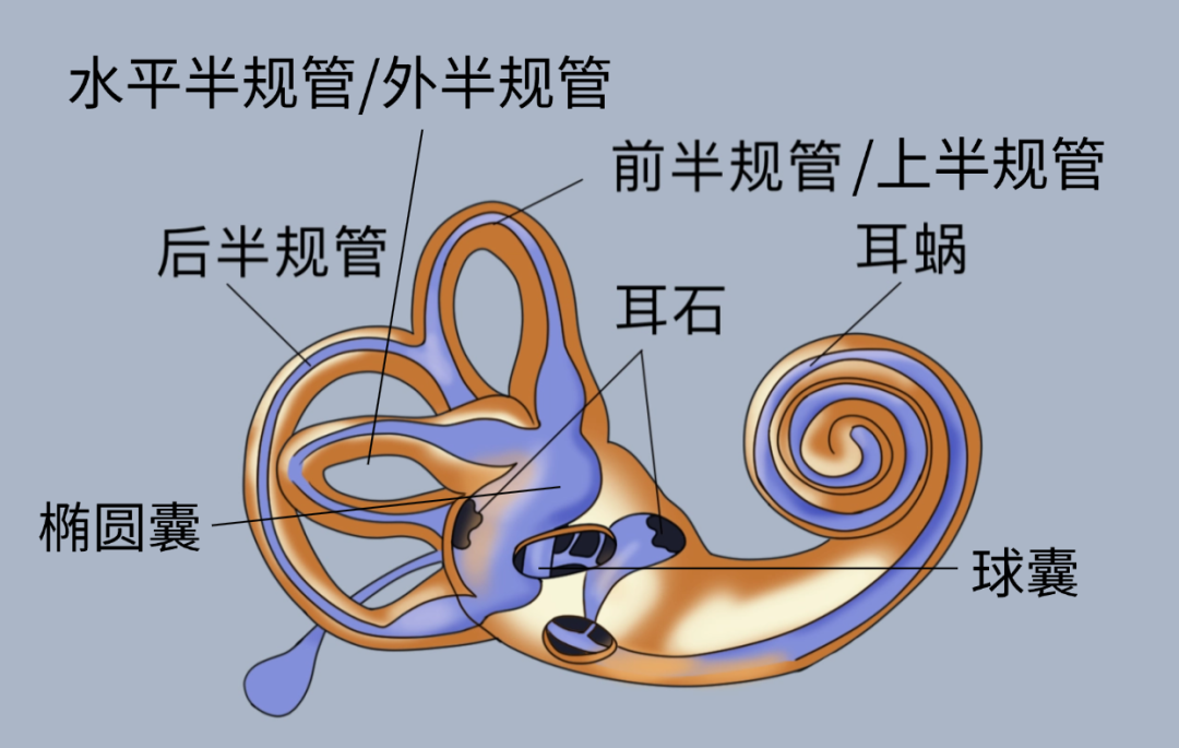 【莆田福德医院耳鼻喉科】手法复位，告别耳石症眩晕